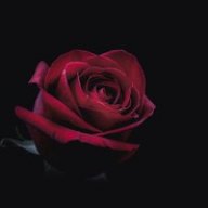 RoseBloom54