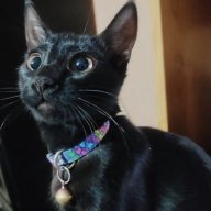 Enrique